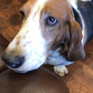 Meet your Posher, Jennifer